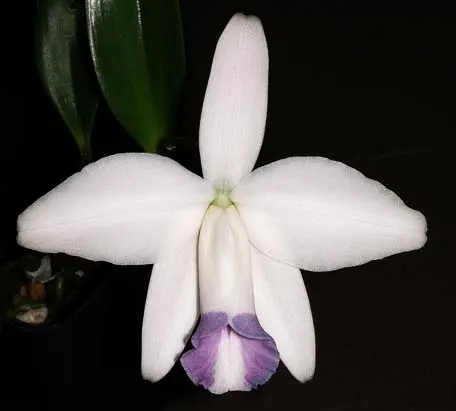 Laelia pumila coerulea '#2' x Laelia pumila coerulea 'Da. Rosinha'