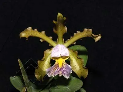 Cattleya schilleriana coerulea '1' x Cattleya schilleriana coerulea 'A'