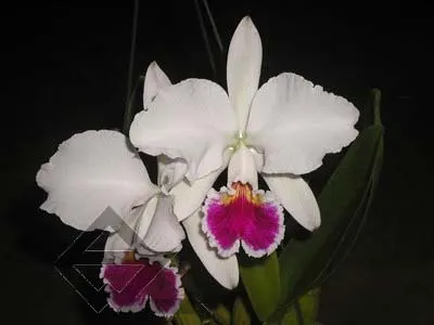 Cattleya labiata semi alba 'Marina' x Cattleya labiata semi alba perola 'Vila Velha'