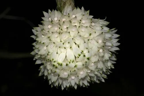 Dendrobium purpureum (white) x sib