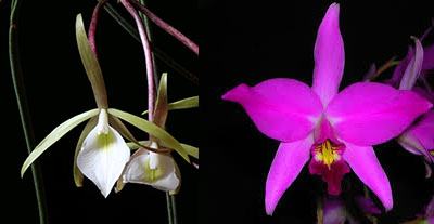 Brassavola fragrans x Laelia anceps