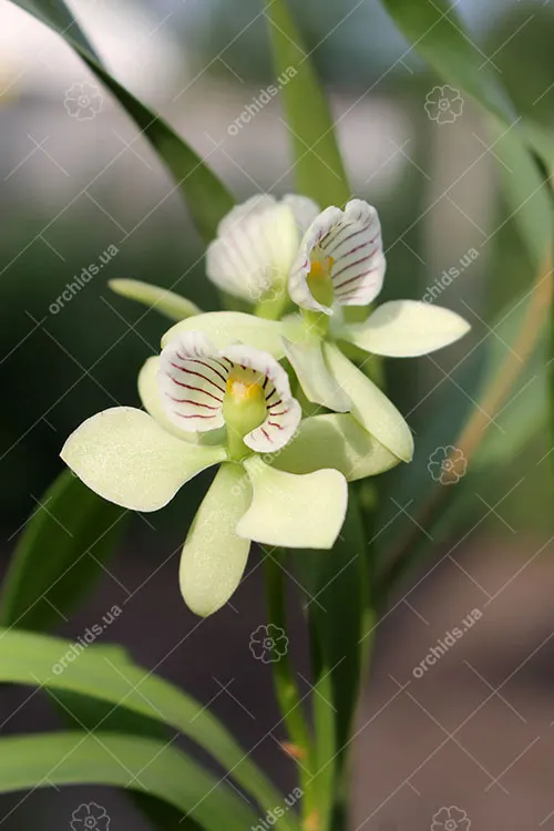 Encyclia radiata