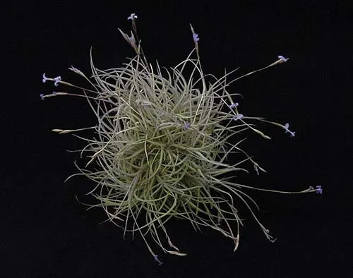 Tillandsia bandensis