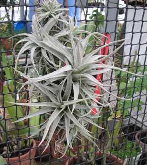 Tillandsia harrisii