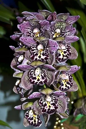 Cymbidium 'Vogel's Magic'