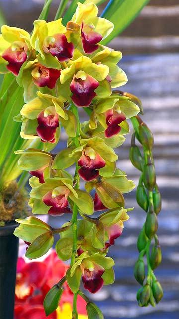 Cymbidium Pearl Dawson 'Procyon'