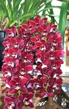 Cymbidium Ruby Eyes 'Red Baron'