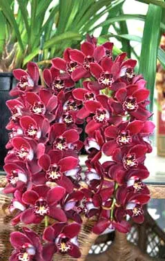Cymbidium Ruby Eyes 'Red Baron'