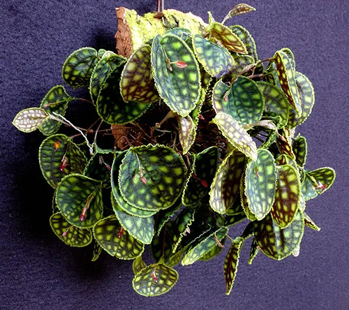 Lepanthes calodictyon