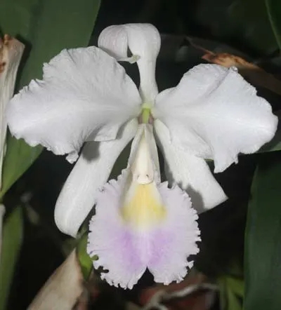 Cattleya trianae amoena XXX x Cattleya trianae amoena 'TA's'