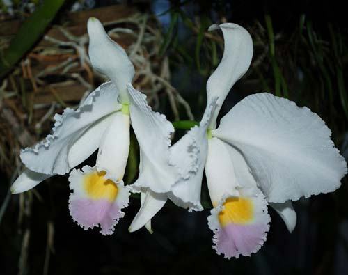 Cattleya trianae amoena 'Maria Ines' x Cattleya trianae amoena 'President Geisel'