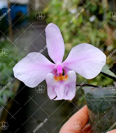 Phalaenopsis schilleriana 4N