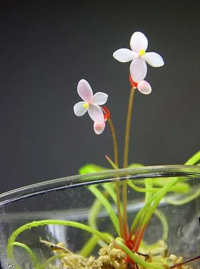 Begonia bogneri