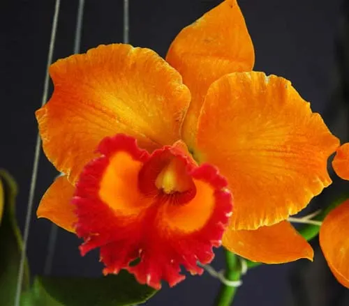 Brassolaeliocattleya Yen '24 Carat'