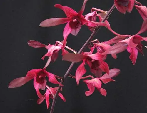 Dendrobium Tiger Lily