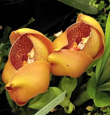 Anguloa clowesii x hohenlohii