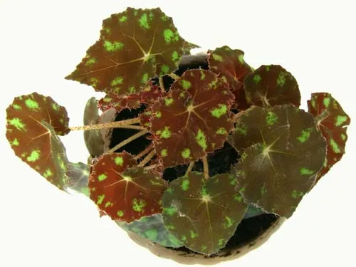 Begonia boweri 'Tiger'