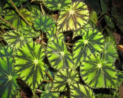 Begonia boweri