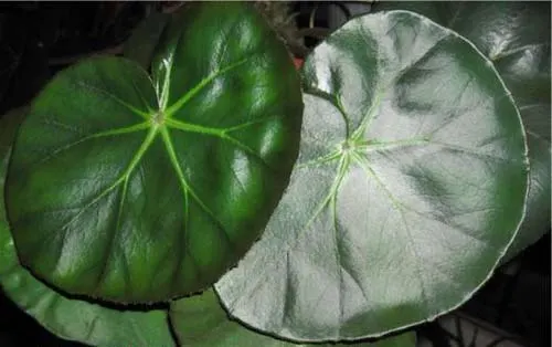 Begonia erythrophylla
