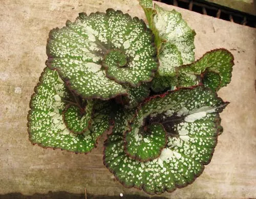 Begonia rex 'Cartagena'