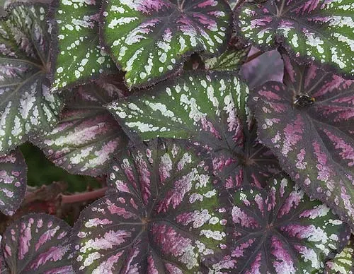 Begonia rex 'Santos'