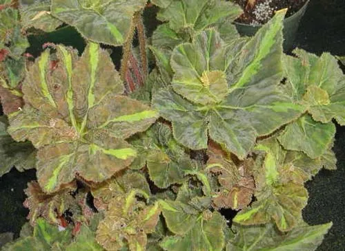 Begonia rex 'Dena'