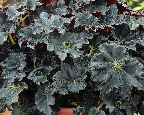 Begonia rex 'Dark Mambo'