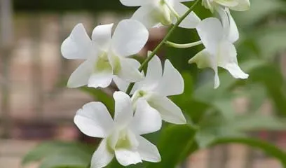 Dendrobium Tropic Snow