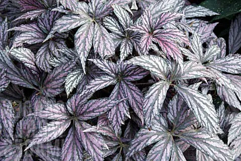 Begonia 'Benitochiba'