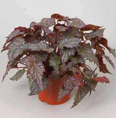 Begonia rex 'Valparaiso'