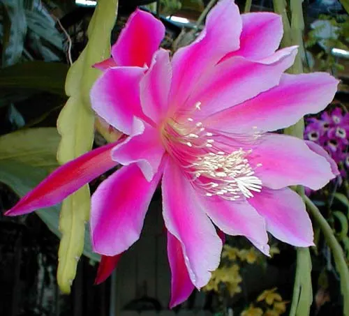 Epiphyllum Violet White