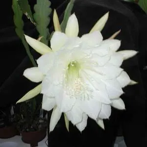 Epiphyllum 'Big White'