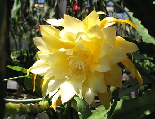 Epiphyllum 'Yellow Cream'