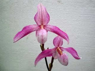 Paphiopedilum Deli Saint (delenatii x St. Swithin 'In-Charm')