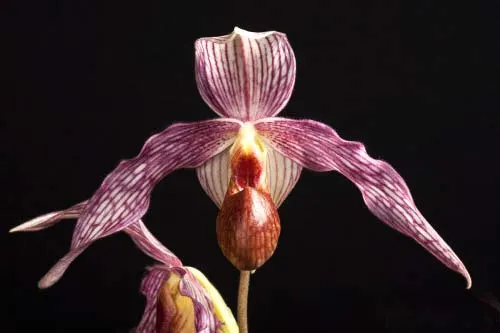 Paphiopedilum Gerd Rollke (rothschildianum x emersonii)