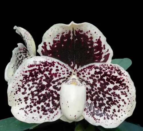 Paphiopedilum godefroyae 'Daya' x sib 'Darky'