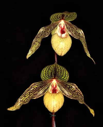 Paphiopedilum Harold Koopowitz (rothschildianum 'Eagle' x malipoense)