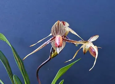 Paphiopedilum rothschildianum 'In-Charm' x Paphiopedilum Stoned Susan 'In-Charm'