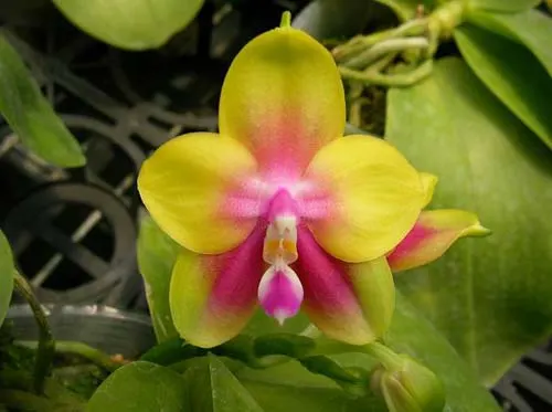 Phalaenopsis KS Happy Eagle