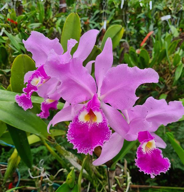 Cattleya warscewiczii sanderiana