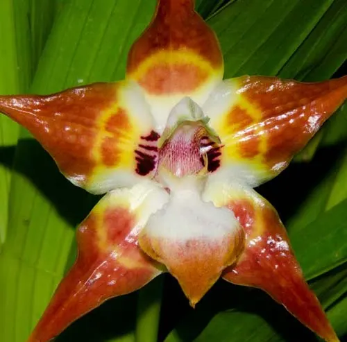 Huntleya burtii
