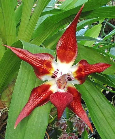 Huntleya wallisii