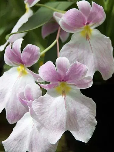 Miltoniopsis vexillaria leucoglossa