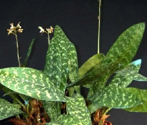 Oeceoclades maculata