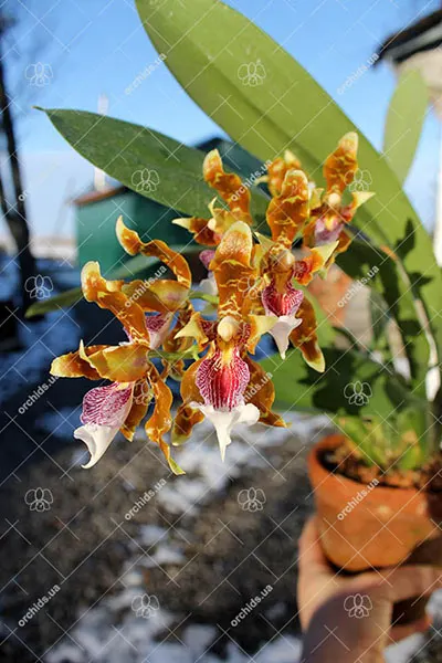 Odontoglossum harryanum