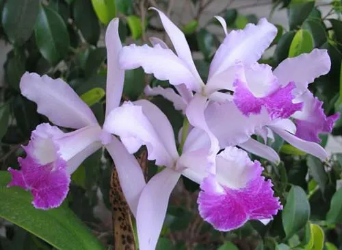 Cattleya Intermedia-gigas