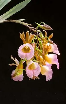 Galeandra baueri