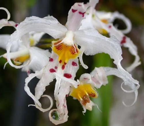 Odontoglossum cirrhosum