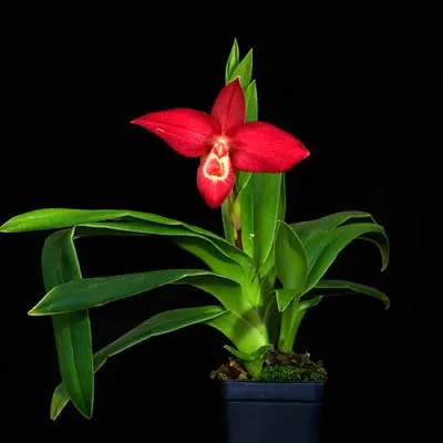 Phragmipedium Jason Fischer x besseae