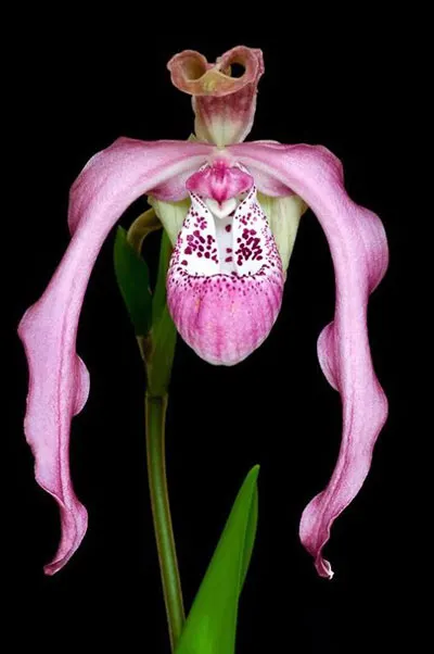 Phragmipedium kovachii x wallisii